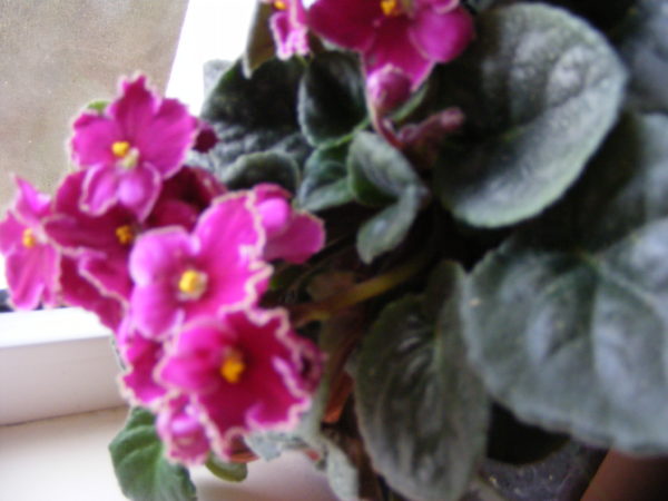 Pregătirea răsadurilor de primăvară