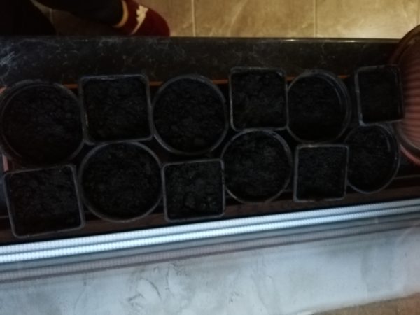 Pregătirea răsadurilor de primăvară