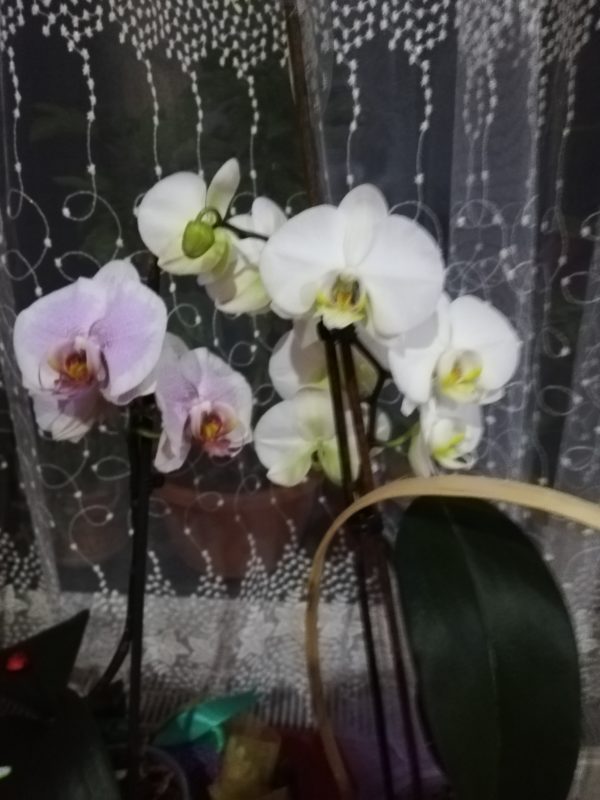 Pregătirea răsadurilor de primăvară