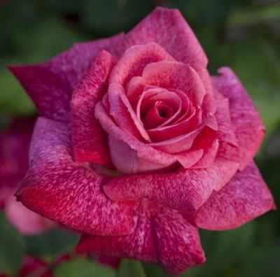 Trandafir de la... nu, nu de la Moldova! .jpg sursa www.famousroses.eu/ Trandafir de la... nu, nu de la Moldova!