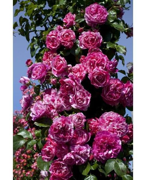 Trandafir de la... nu, nu de la Moldova! .jpg sursa www.famousroses.eu/ Trandafir de la... nu, nu de la Moldova!