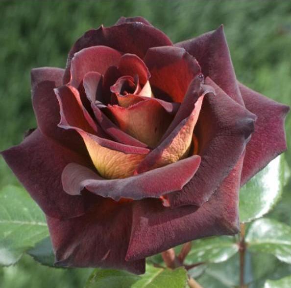 Trandafir de la... nu, nu de la Moldova!. jpg sursa www.famousroses.eu/ Trandafir de la... nu, nu de la Moldova!