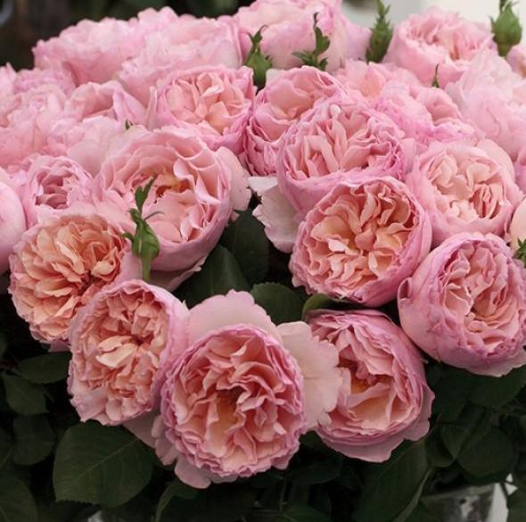 Trandafir de la... nu, nu de la Moldova!.jpg sursa www.famousroses.eu/ Trandafir de la... nu, nu de la Moldova!