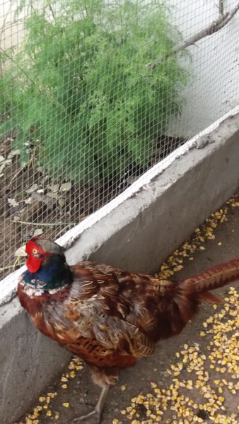 Nici o dietă din lume nu face minuni!.jpg Sursa:arhiva personală Nici o dietă din lume nu face minuni!