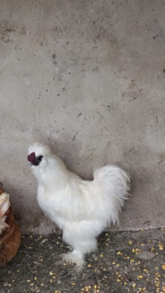 Nici o dietă din lume nu face minuni!.jpg Sursa:arhiva personală Nici o dietă din lume nu face minuni!