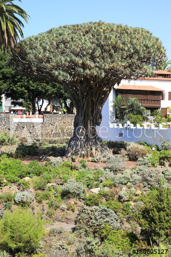 Atracții și activități într-un sejur din Tenerife (2)