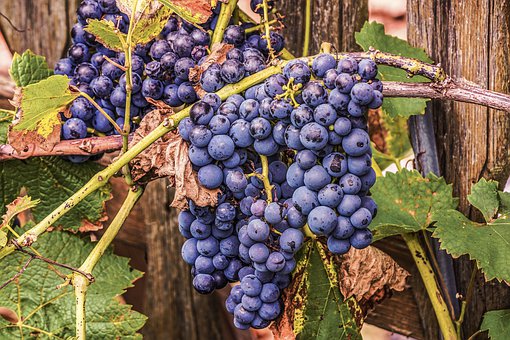 Sugestii pentru un organism sănătos și imunizat (Royale Cocktail) Sursa: pixabay grapes 4448081 340 Sugestii pentru un organism sănătos și imunizat (Royale Cocktail)