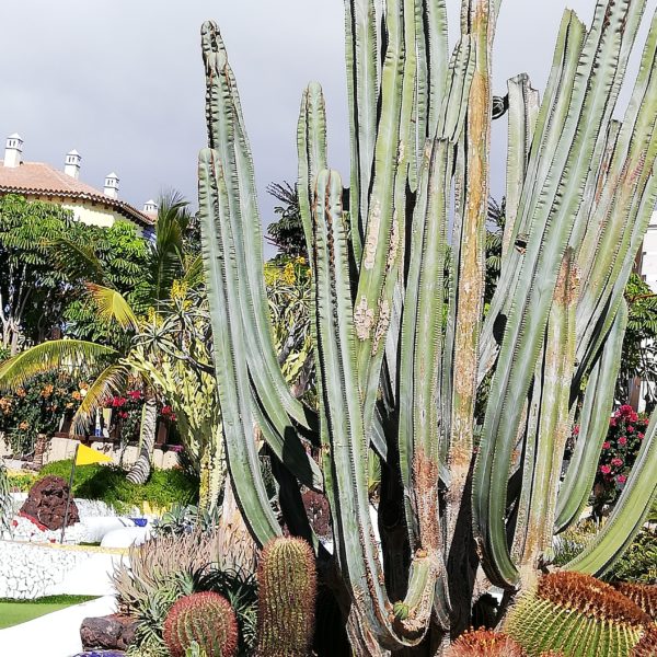 IMG 20191121 125831 Destinație de vacanță cu efect asupra sănătății: Tenerife