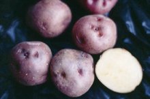 Călătorie și gastronomie: cartofii antici canarieni