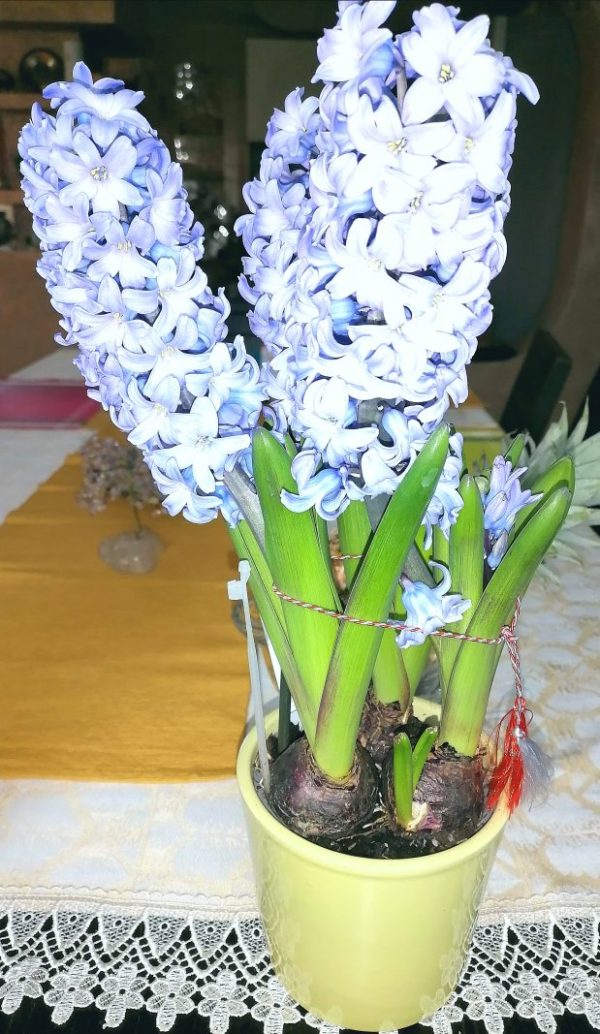 IMG 20220227 162356 Primăvară, primăvară ... Primăvara 2022 