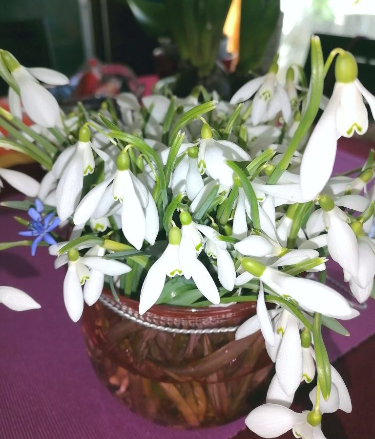 IMG 20220227 162836 e1677167869440 Primăvară, primăvară ... Primăvara 2022 