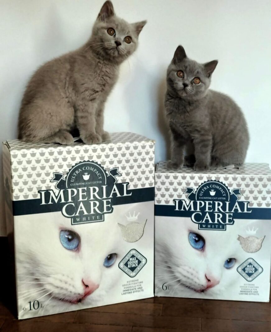 WhatsApp Image 2022 10 28 at 4.40.10 PM Bella și așternutul igienic Imperial Care White