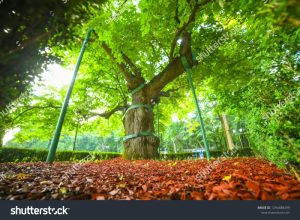 stock photo eminescu tree in iasi romania during summer in copou park 1294488499 Eminescu și atât