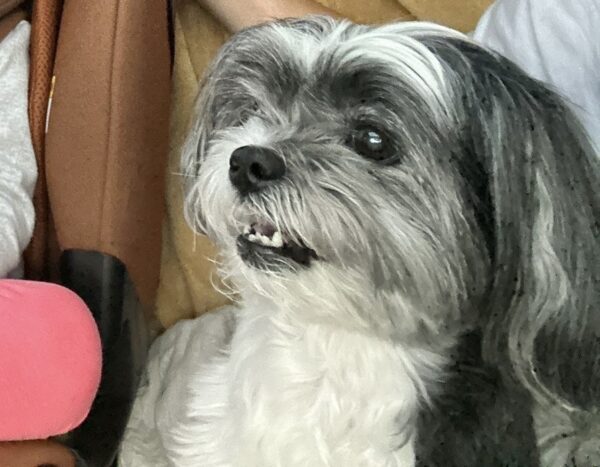 Aventurile lui Casey și Popy la Pet Cochet Sursa: arhiva personală 1000033227 Sforăit, joacă și coafuri: Aventurile lui Casey și Popy la Pet Cochet
