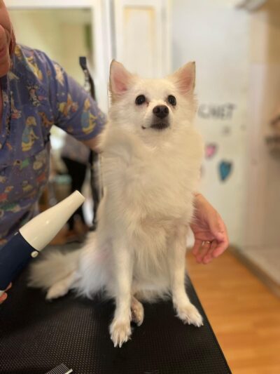 Aventurile lui Casey și Popy la Pet Cochet Sursa: Pet Cochet salon Pet Cochet 40 Sforăit, joacă și coafuri: Aventurile lui Casey și Popy la Pet Cochet
