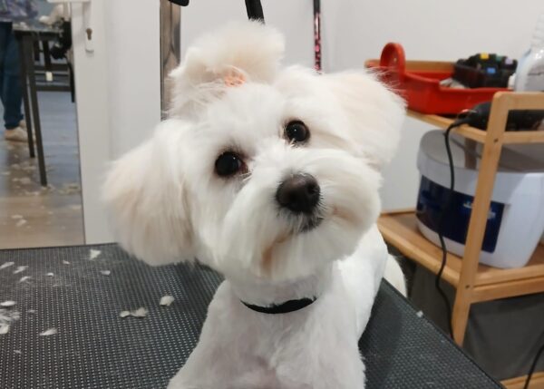 Aventurile lui Casey și Popy la Pet Cochet Sursa: Pet Cochet salon Pet Cochet 48 Sforăit, joacă și coafuri: Aventurile lui Casey și Popy la Pet Cochet