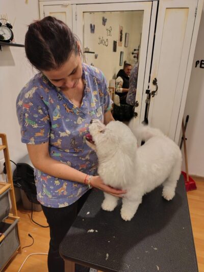 Aventurile lui Casey și Popy la Pet Cochet Sursa: Pet Cochet salon Pet Cochet 8 Sforăit, joacă și coafuri: Aventurile lui Casey și Popy la Pet Cochet